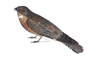 Pygmy Nightjar