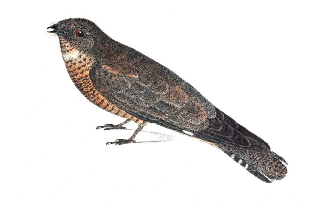 Pygmy Nightjar