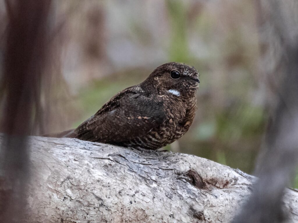 Band-tailed Nighthawk