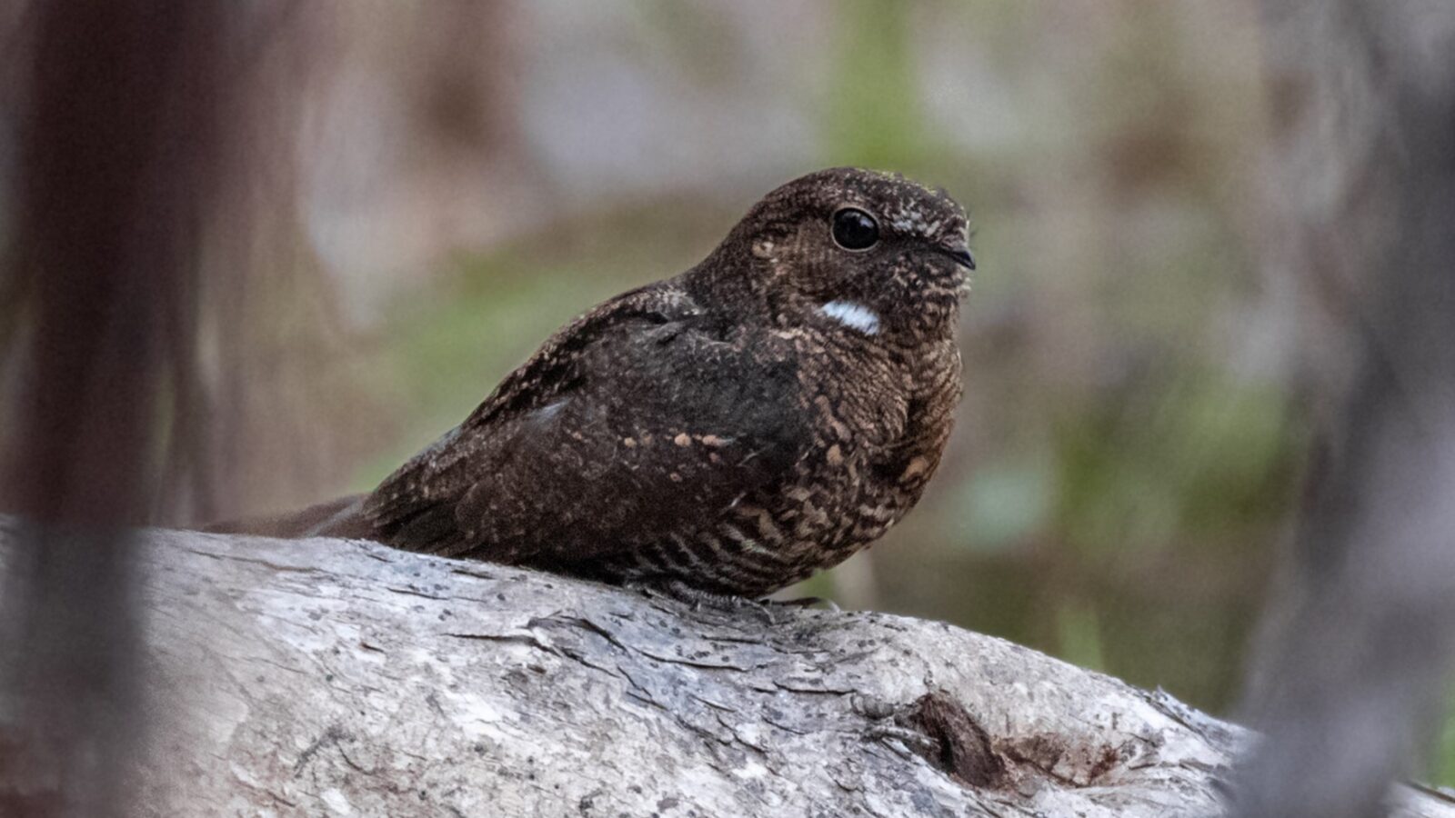 Band-tailed Nighthawk