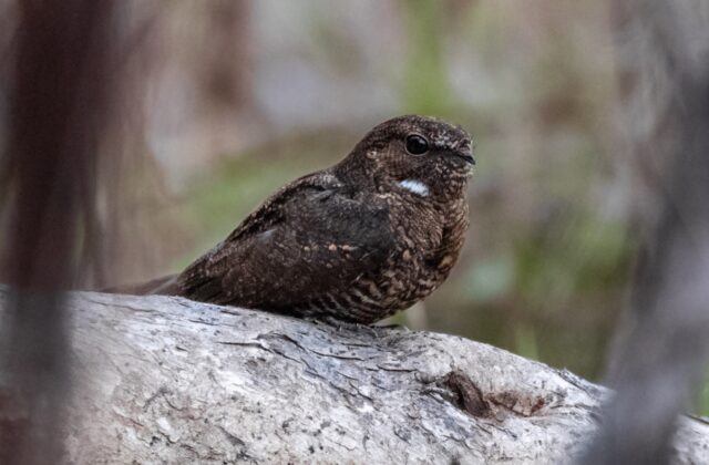 Band-tailed Nighthawk