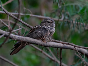 Plain-tailed Nighthawk