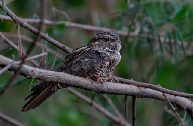 Plain-tailed Nighthawk