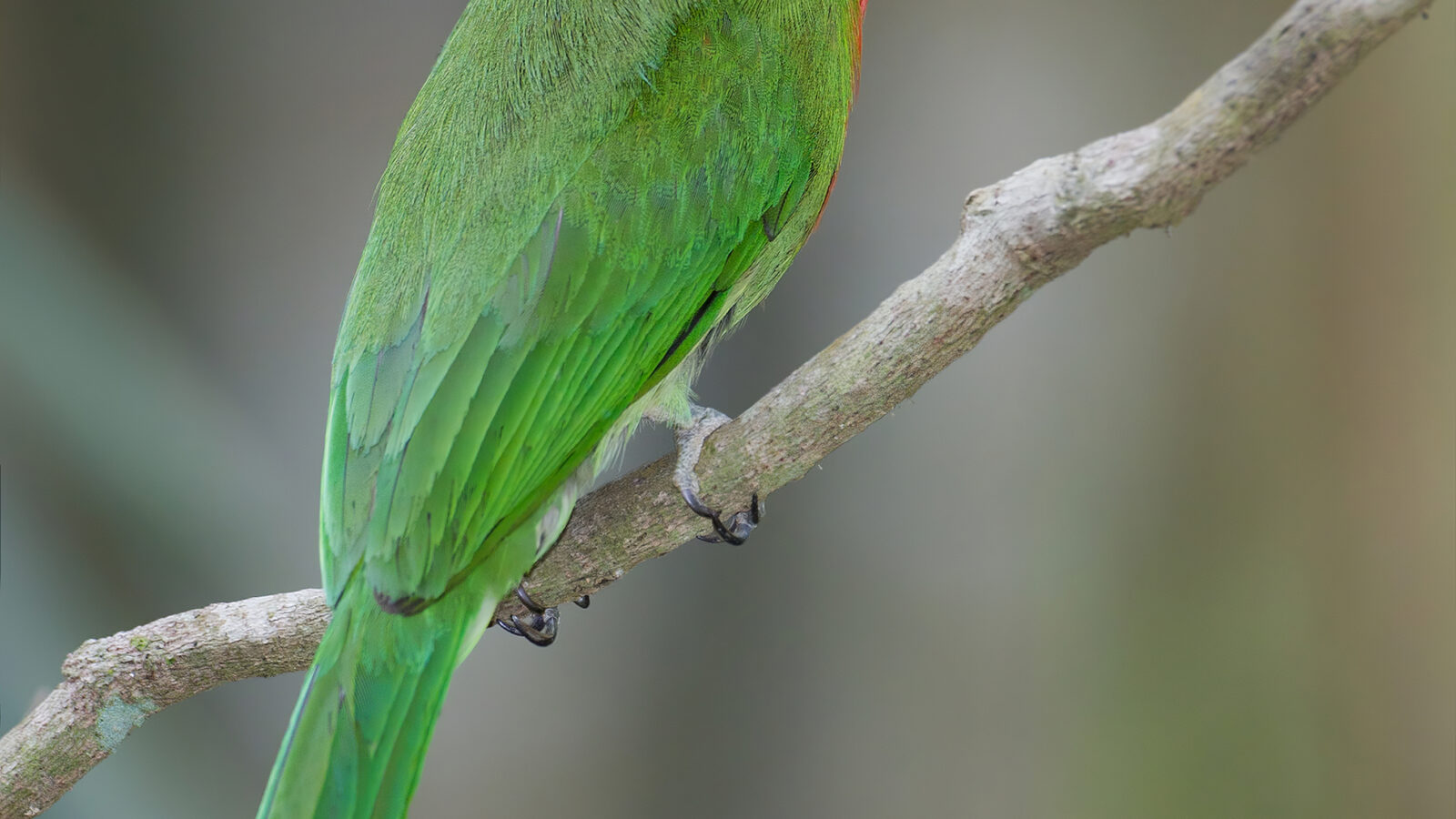 Red-bearded Bee-eater