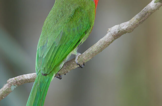 Red-bearded Bee-eater
