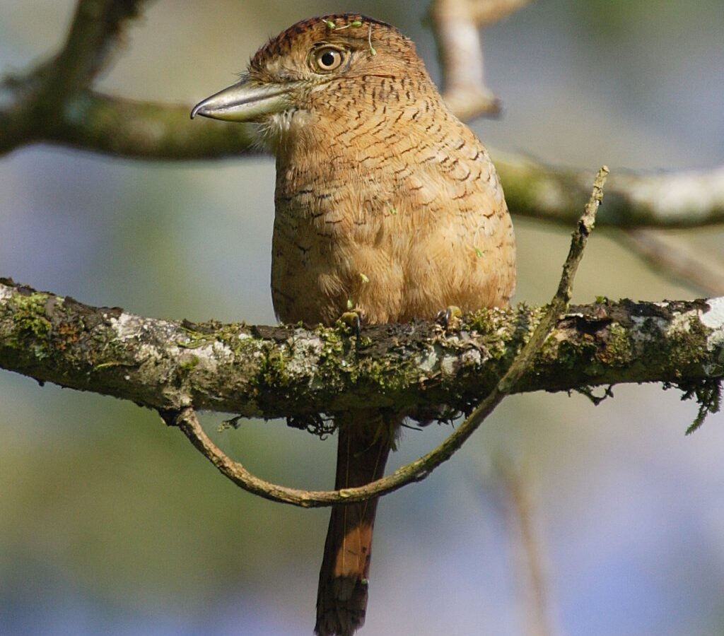 Barred Puffbird