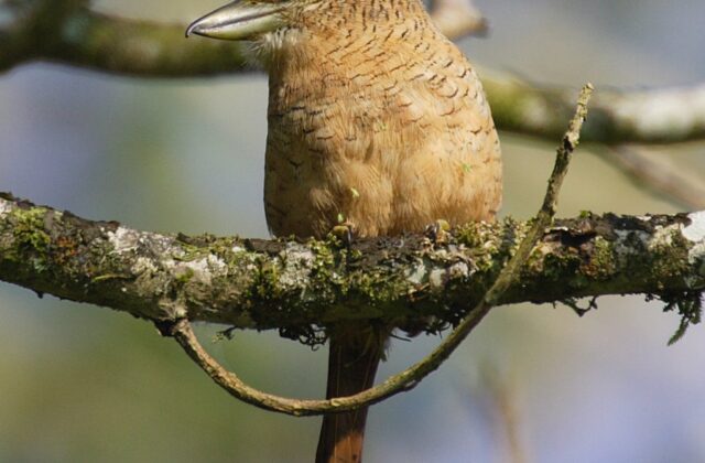 Barred Puffbird