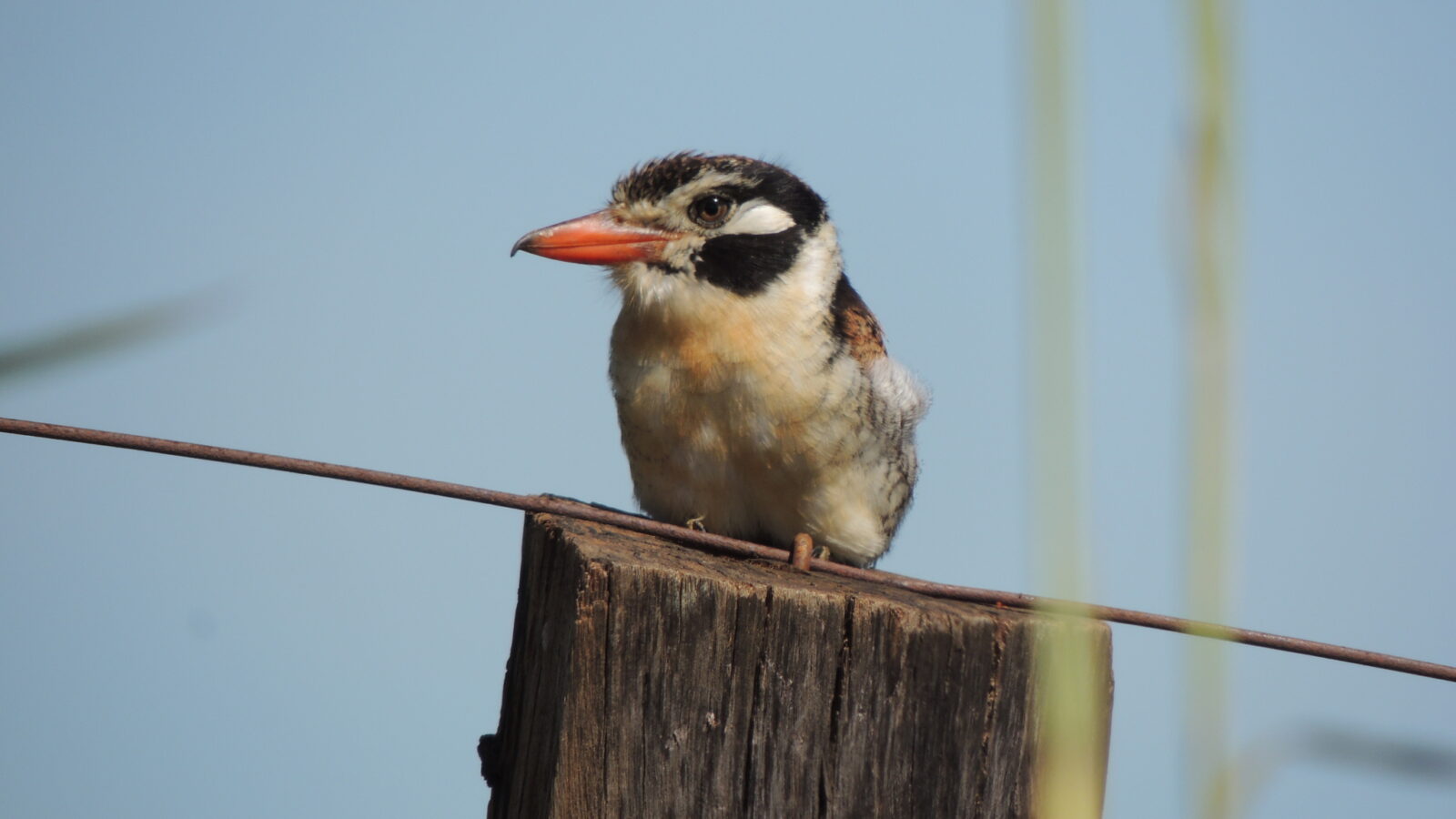 White-eared Puffbird