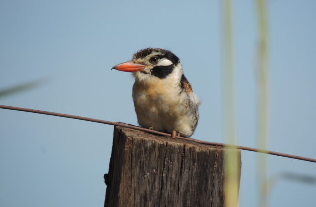 White-eared Puffbird