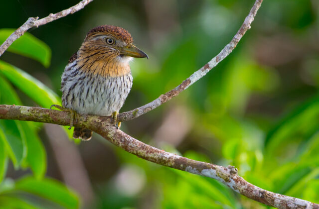 Western Striolated Puffbird