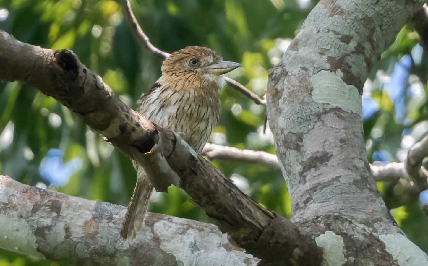 Eastern Striolated Puffbird