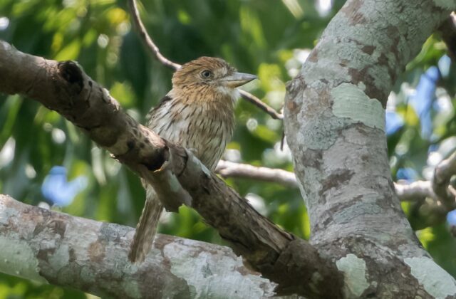 Eastern Striolated Puffbird