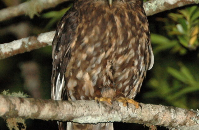 Morepork