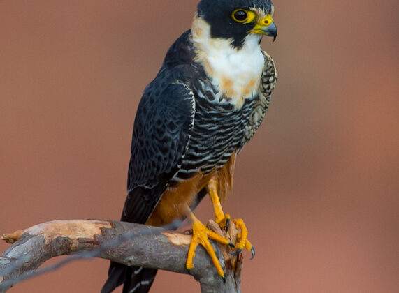 Bat Falcon