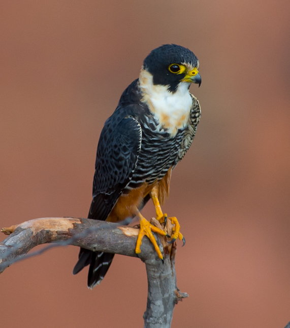 Bat Falcon