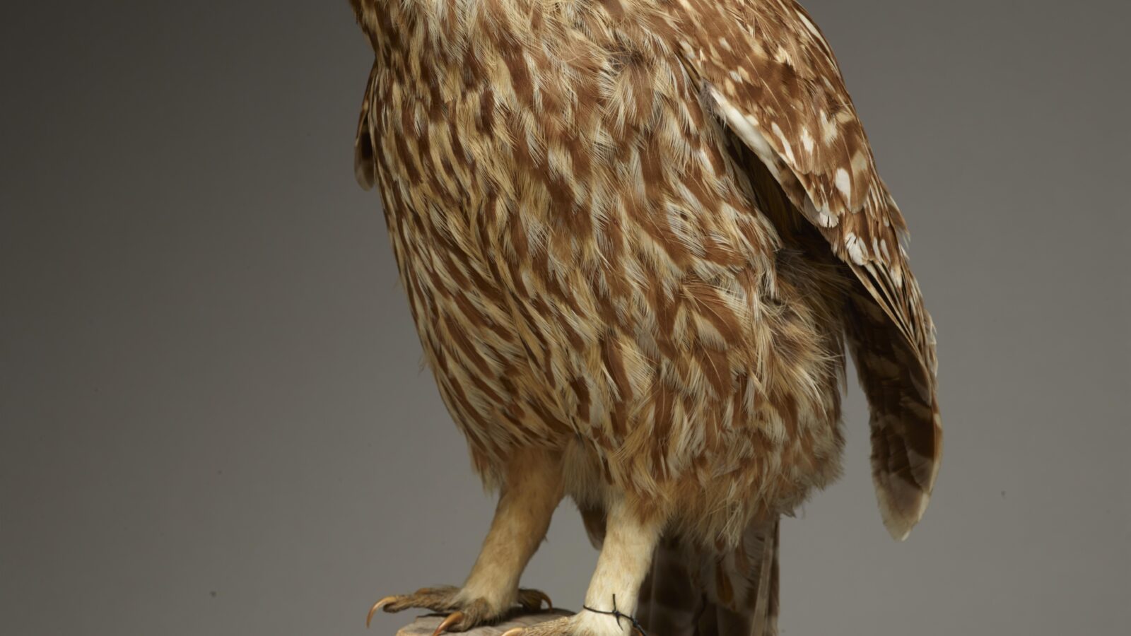 Laughing Owl
