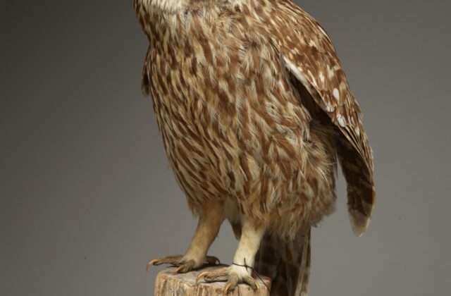 Laughing Owl