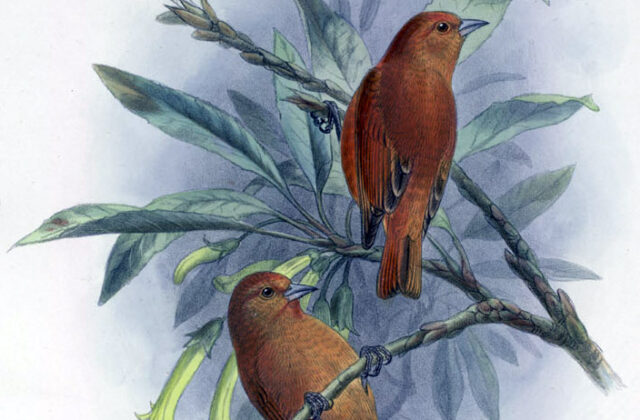 Oahu Akepa