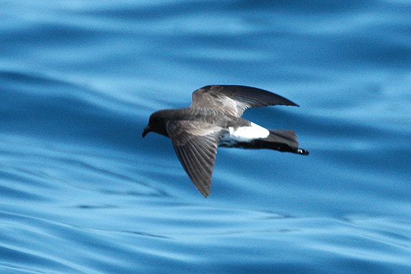 New Zealand Storm Petrel