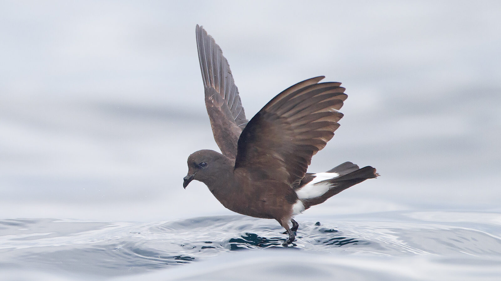 Wilson’s Storm Petrel