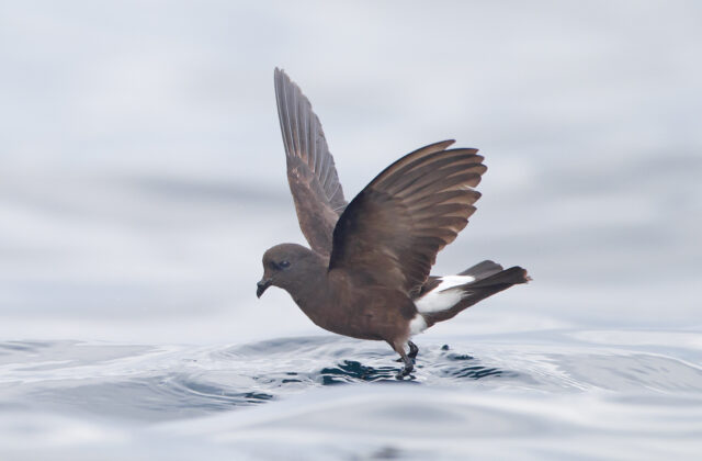 Wilson’s Storm Petrel