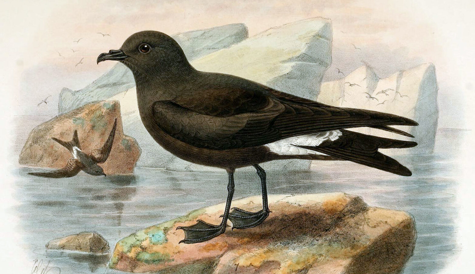 Guadalupe Storm Petrel