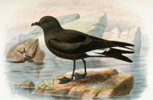 Guadalupe Storm Petrel