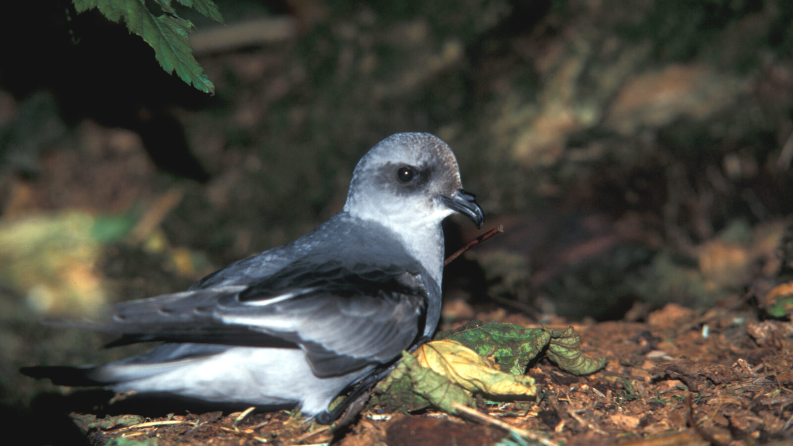 Fork-tailed Storm Petrel