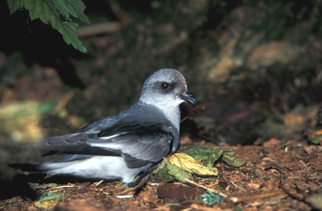 Fork-tailed Storm Petrel