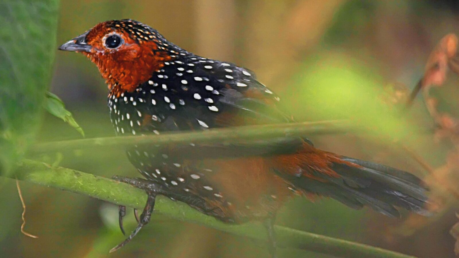 Ocellated Tapaculo