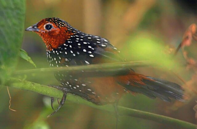 Ocellated Tapaculo