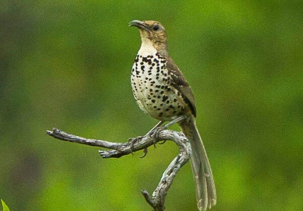 Ocellated Thrasher