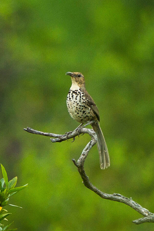 Ocellated Thrasher