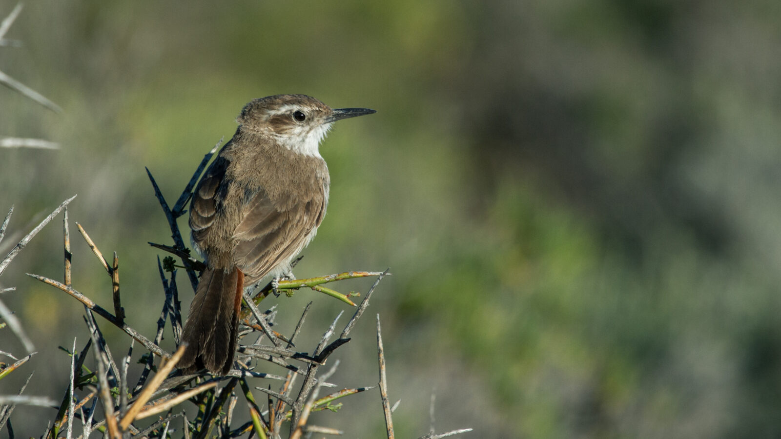 Band-tailed Earthcreeper