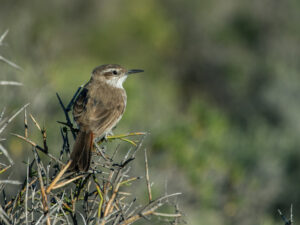 Band-tailed Earthcreeper