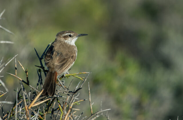 Band-tailed Earthcreeper