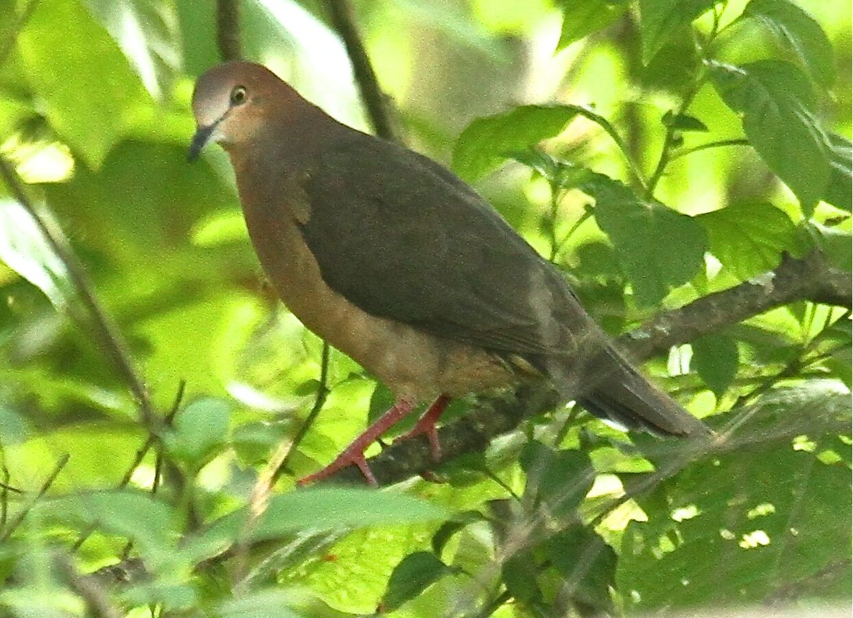 Ochre-bellied Dove