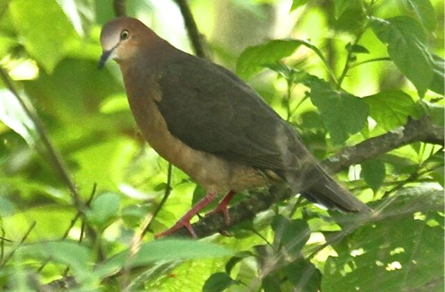 Ochre-bellied Dove