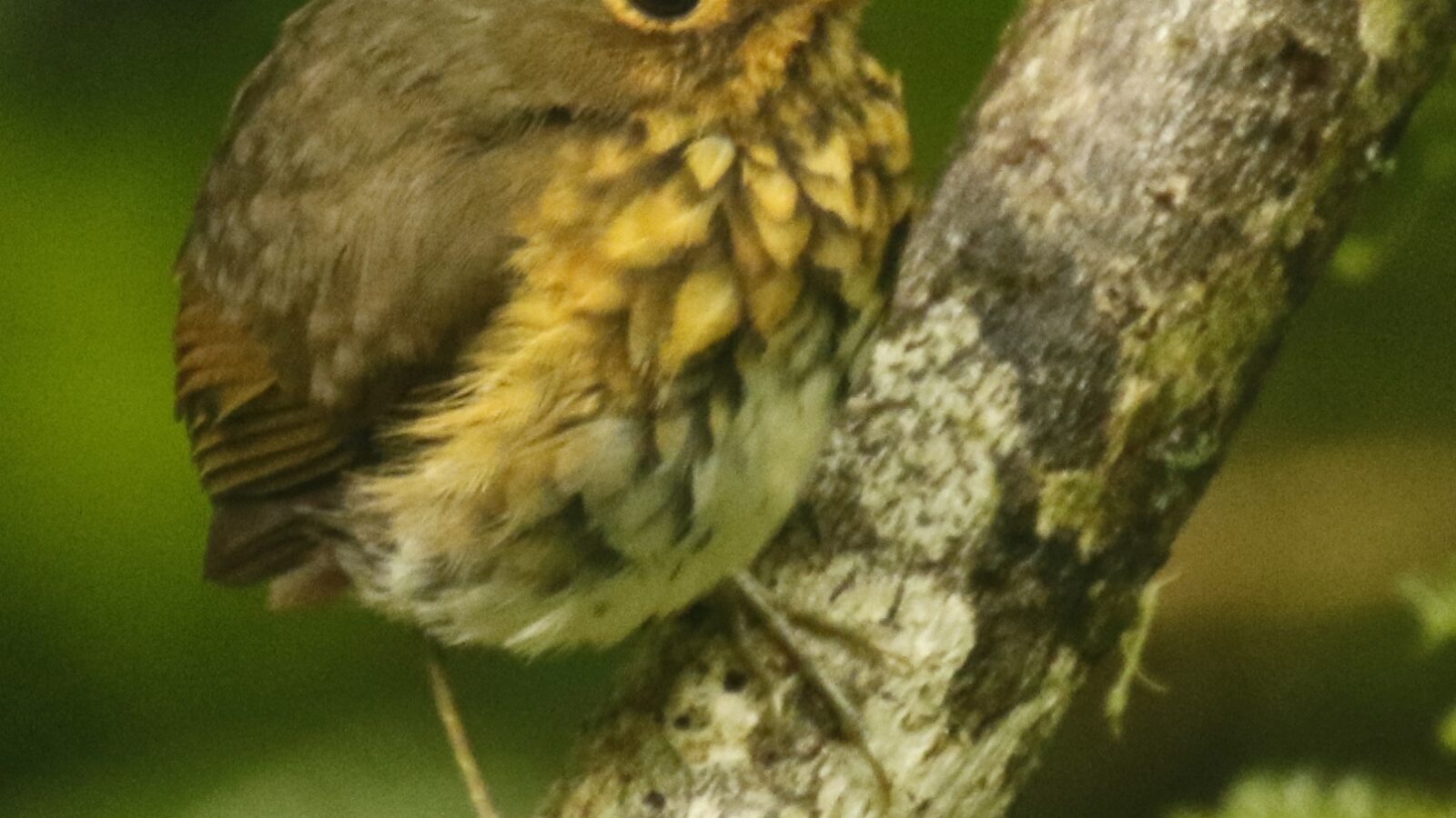 Ochre-breasted Antpitta
