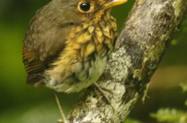 Ochre-breasted Antpitta