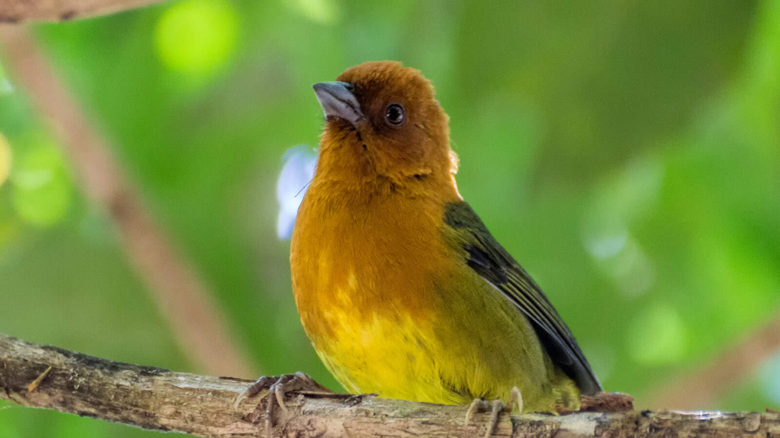 Ochre-breasted Brushfinch