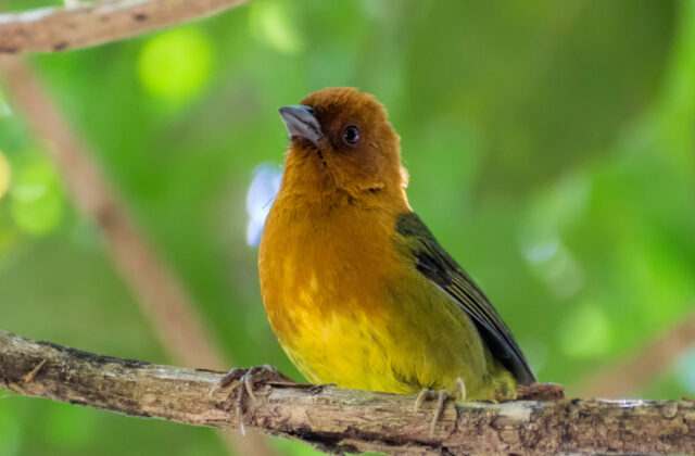 Ochre-breasted Brushfinch