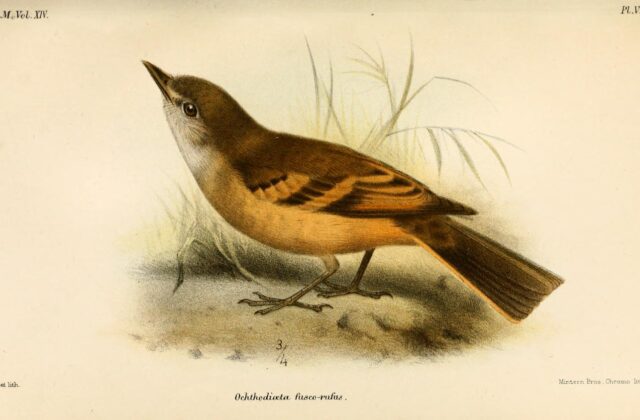 Rufous-bellied Bush Tyrant