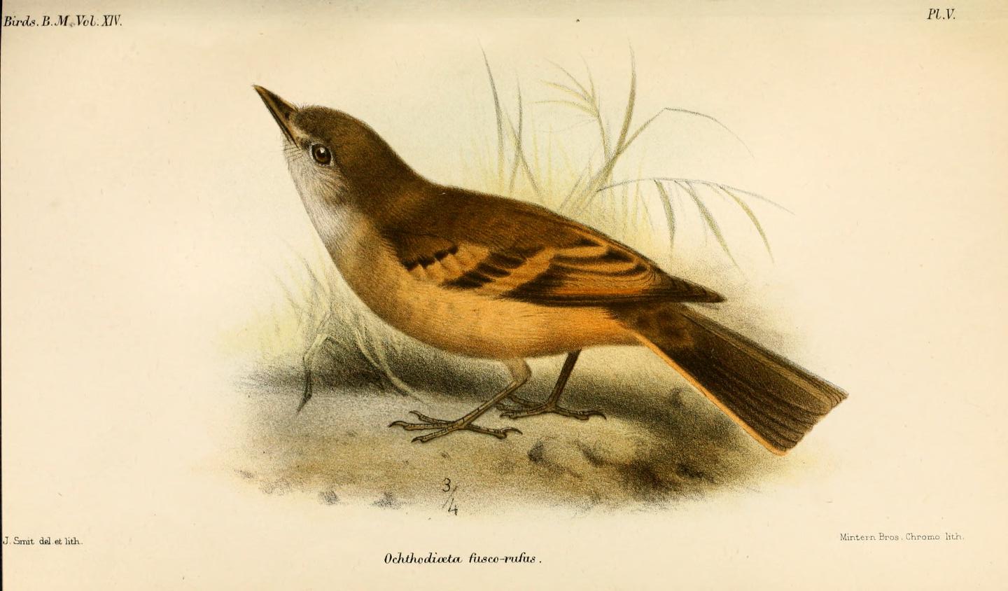 Rufous-bellied Bush Tyrant