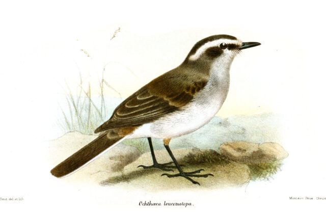 White-browed Chat-Tyrant