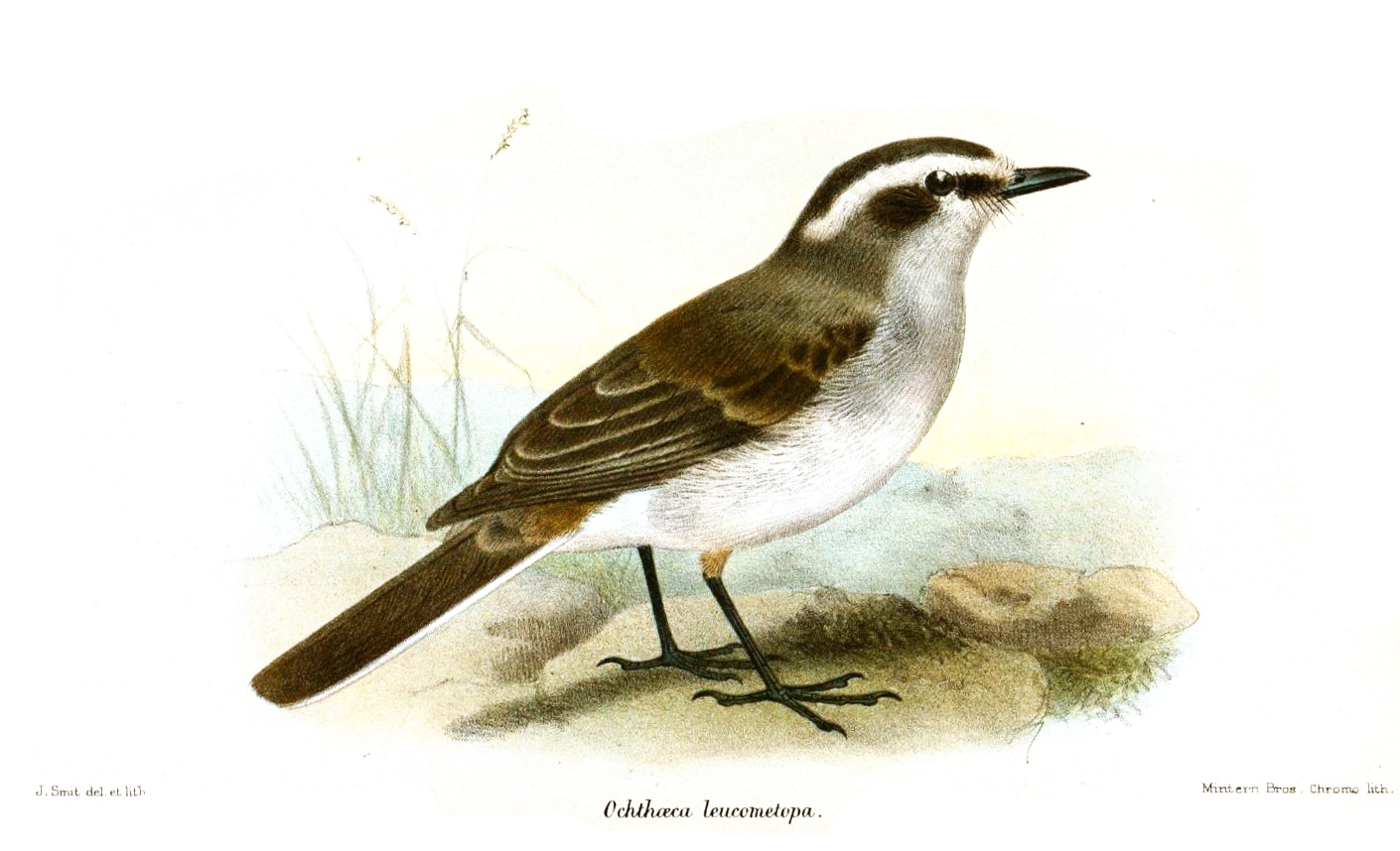 White-browed Chat-Tyrant