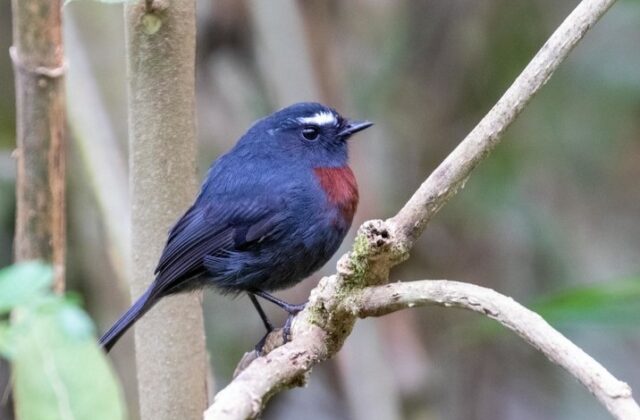Maroon-belted Chat-Tyrant