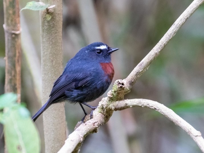 Maroon-belted Chat-Tyrant