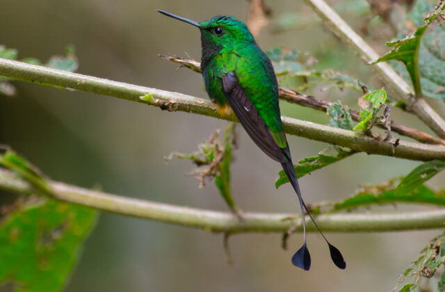 Rufous-booted Racket-tail