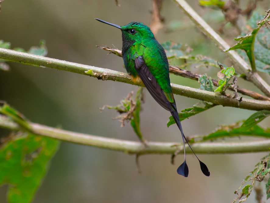 Rufous-booted Racket-tail